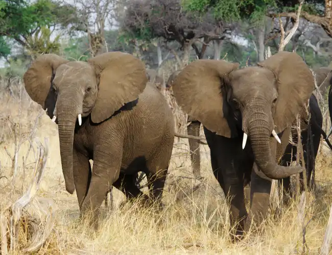 Bwabwata National Park